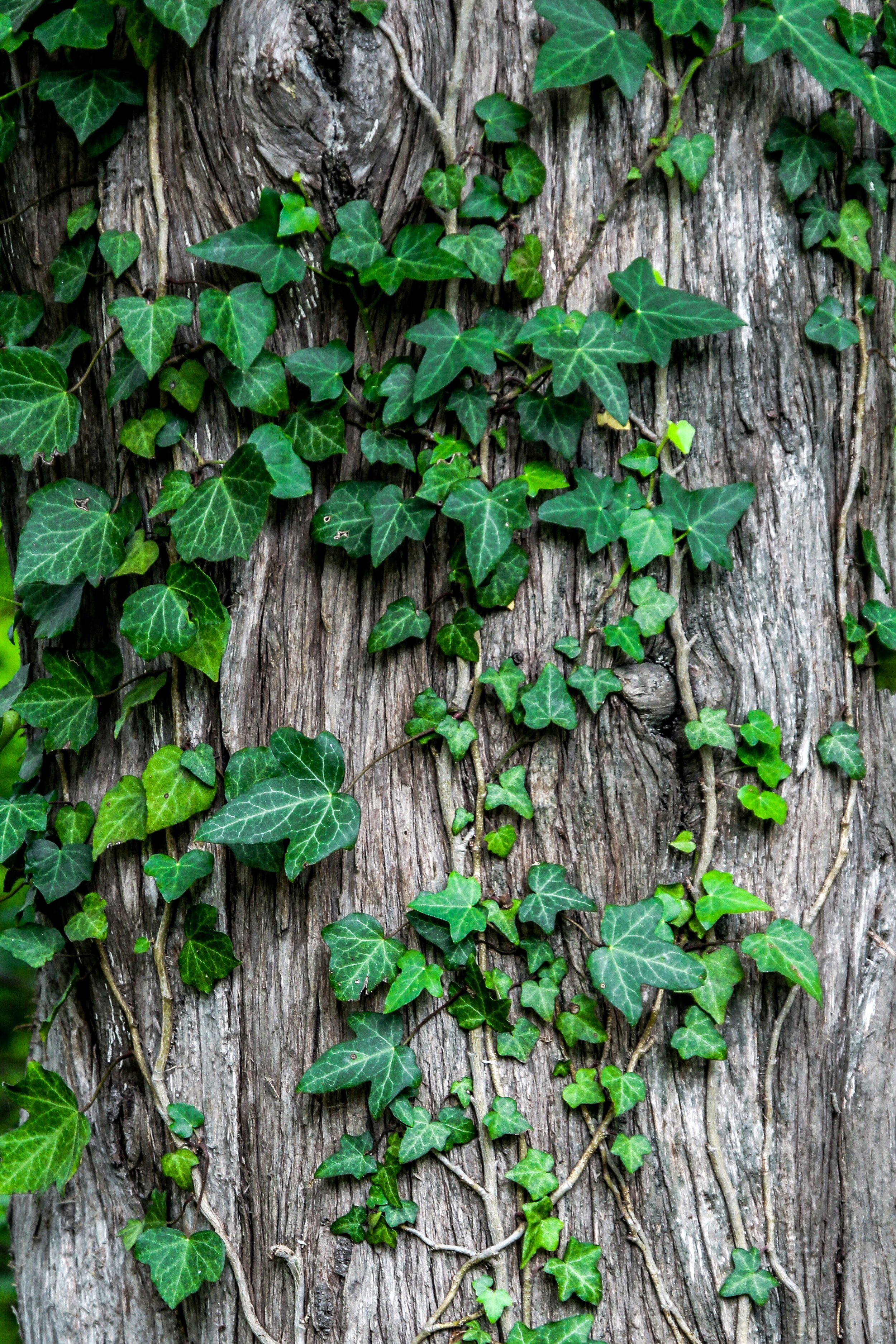 sugar-bee-hMmppWLH47Y-unsplash.jpg
